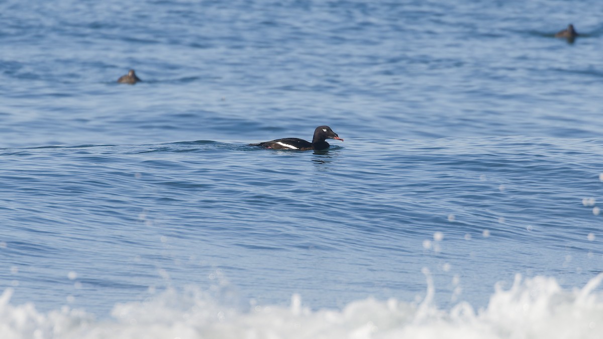White-winged Scoter - ML646035233