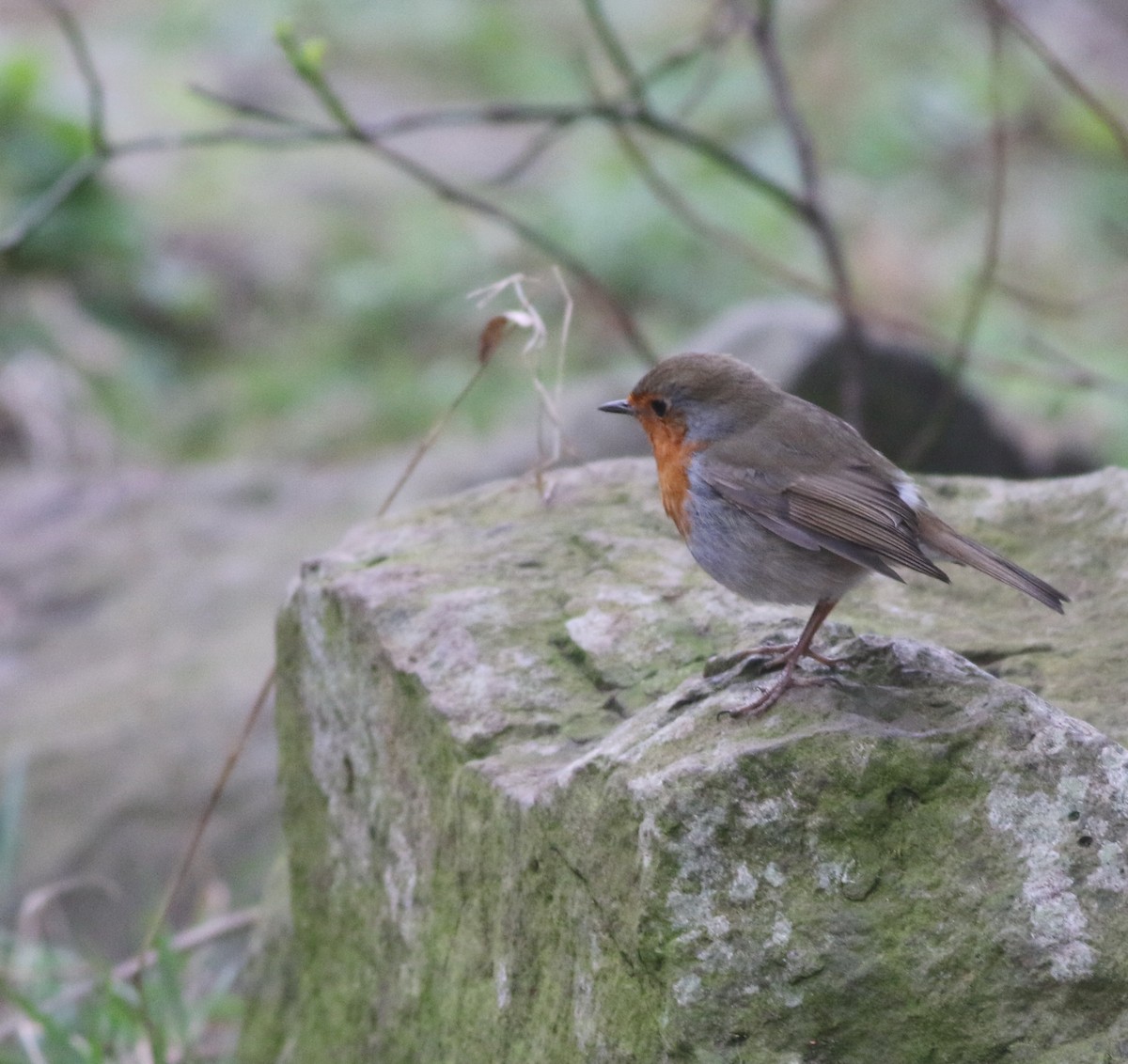 European Robin - ML646035235