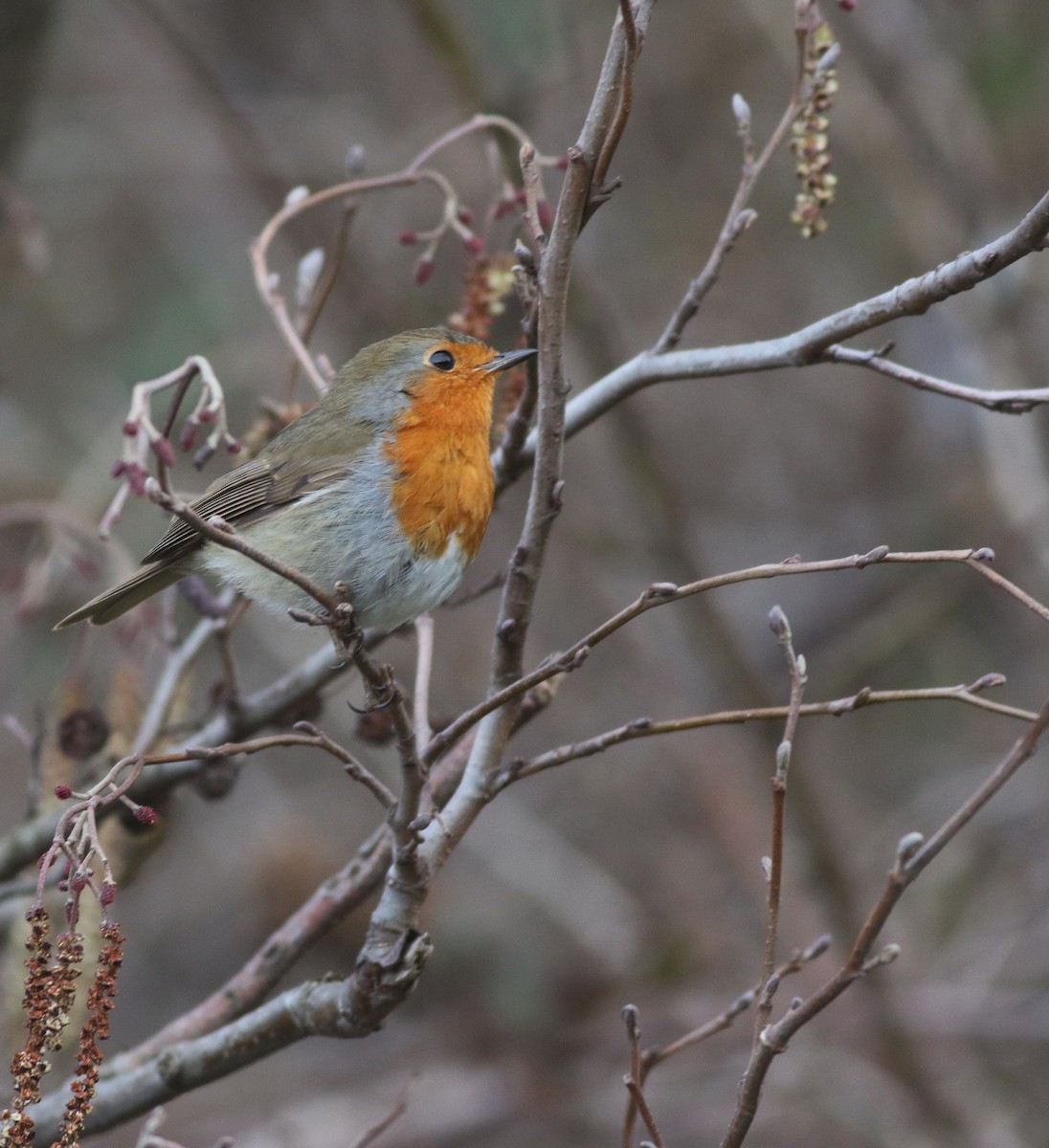European Robin - ML646035236
