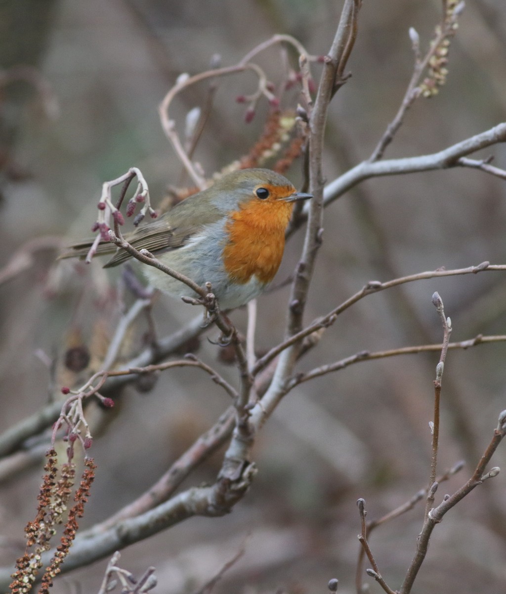 European Robin - ML646035237
