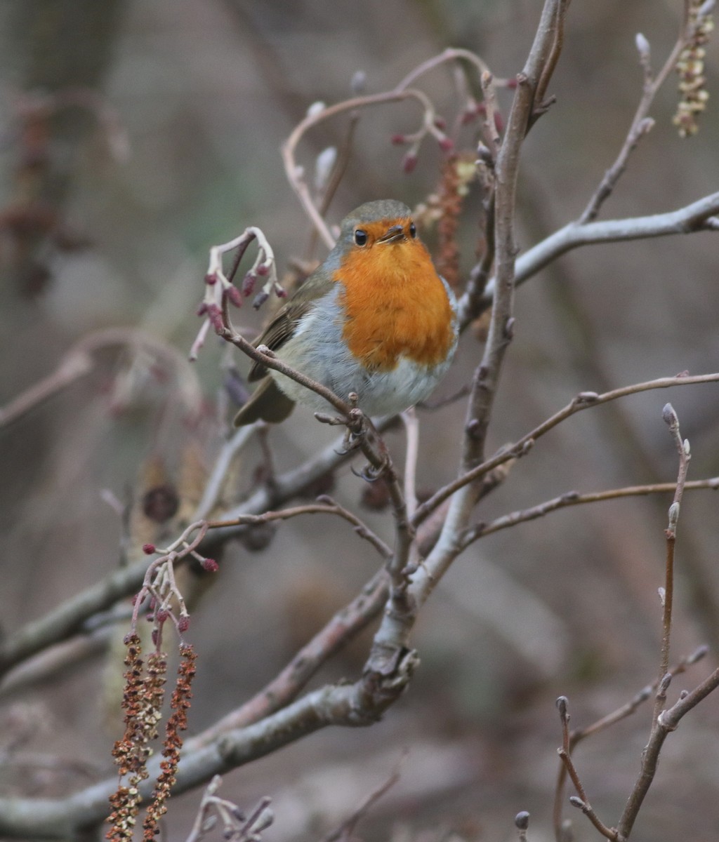 European Robin - ML646035238