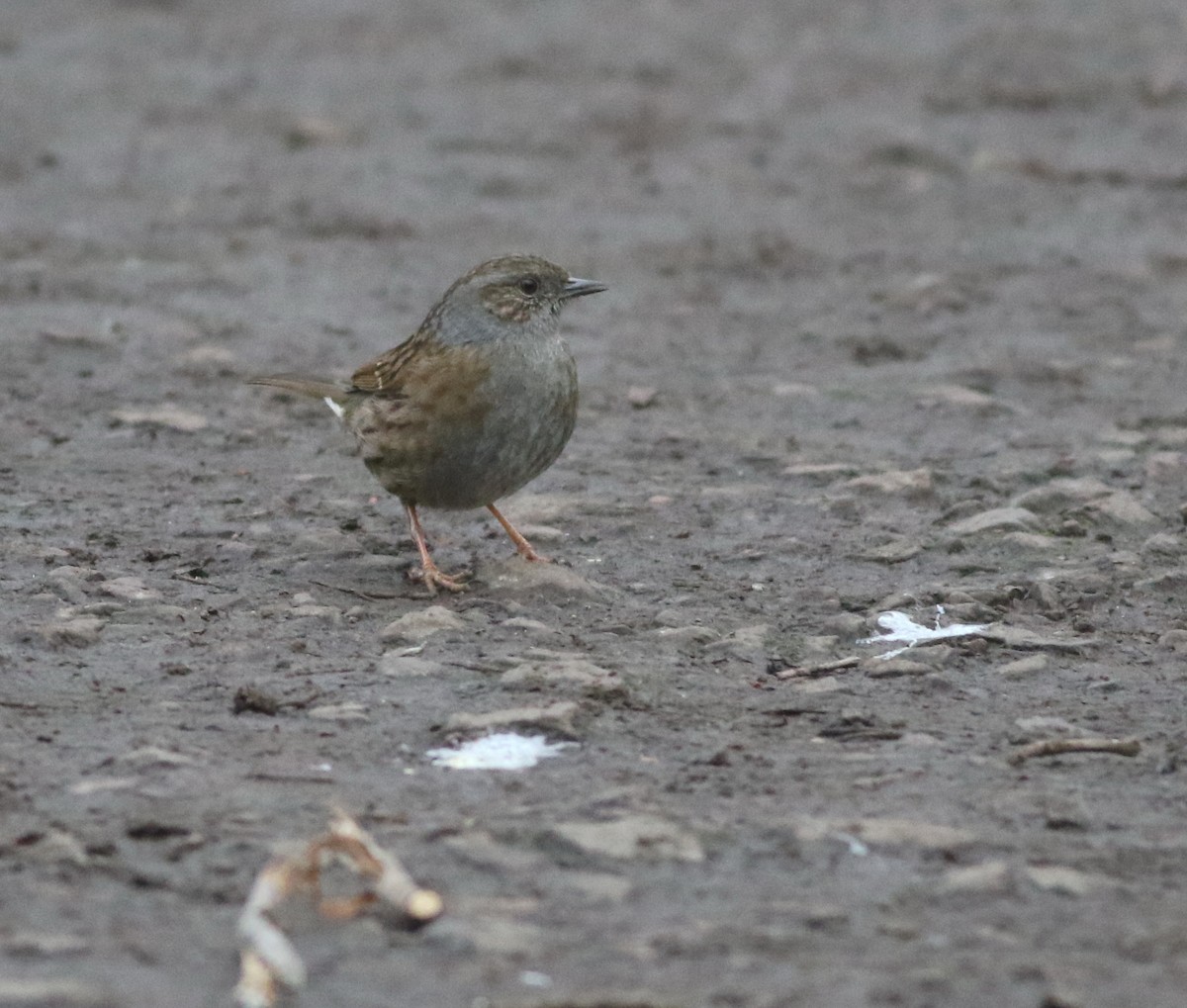 Dunnock - ML646035239
