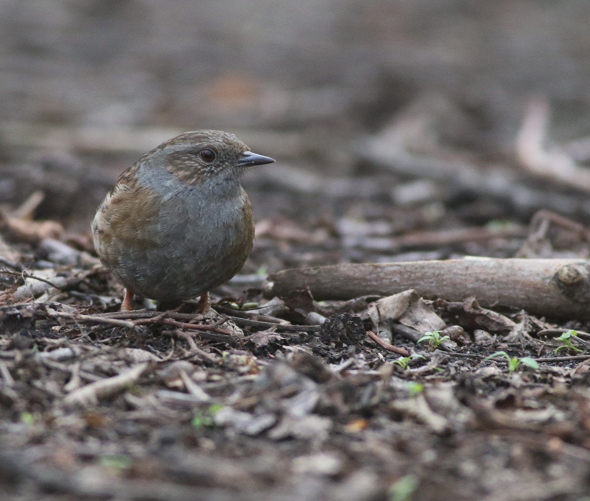 Dunnock - ML646035240