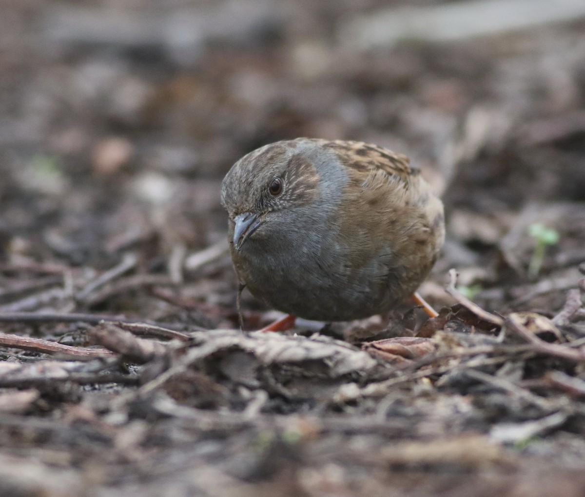Dunnock - ML646035241