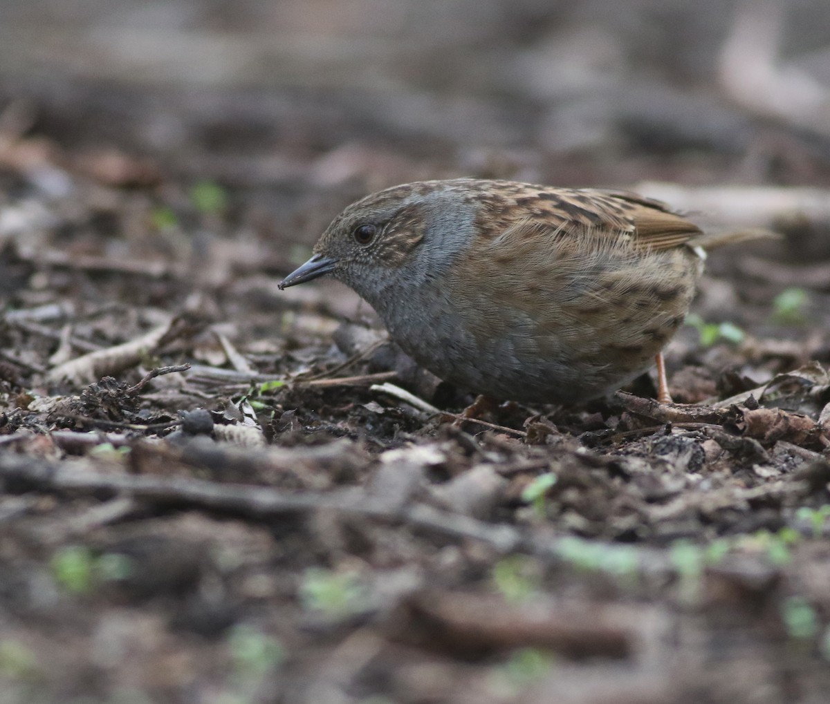 Dunnock - ML646035242