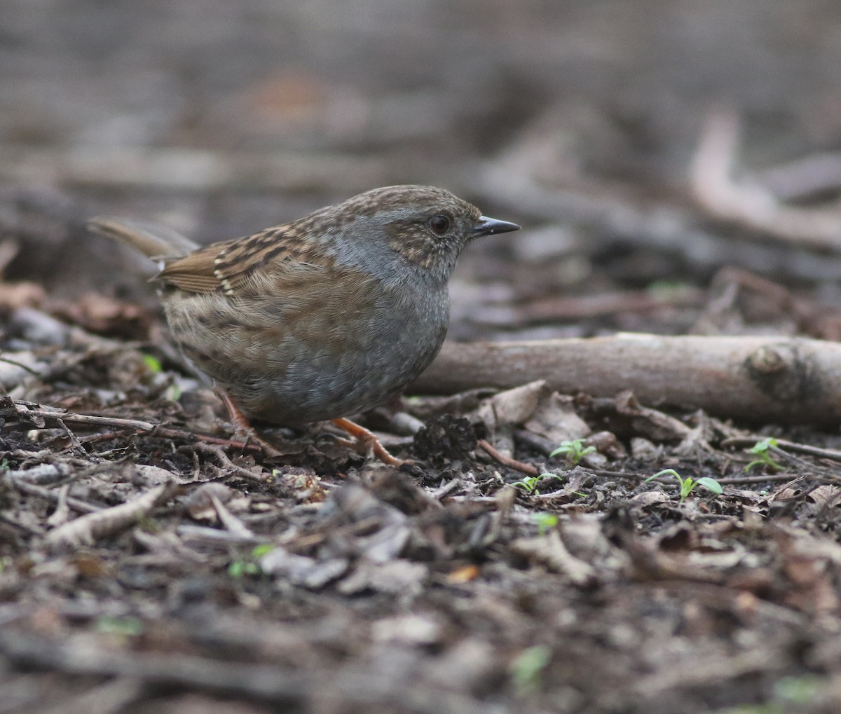 Dunnock - ML646035243
