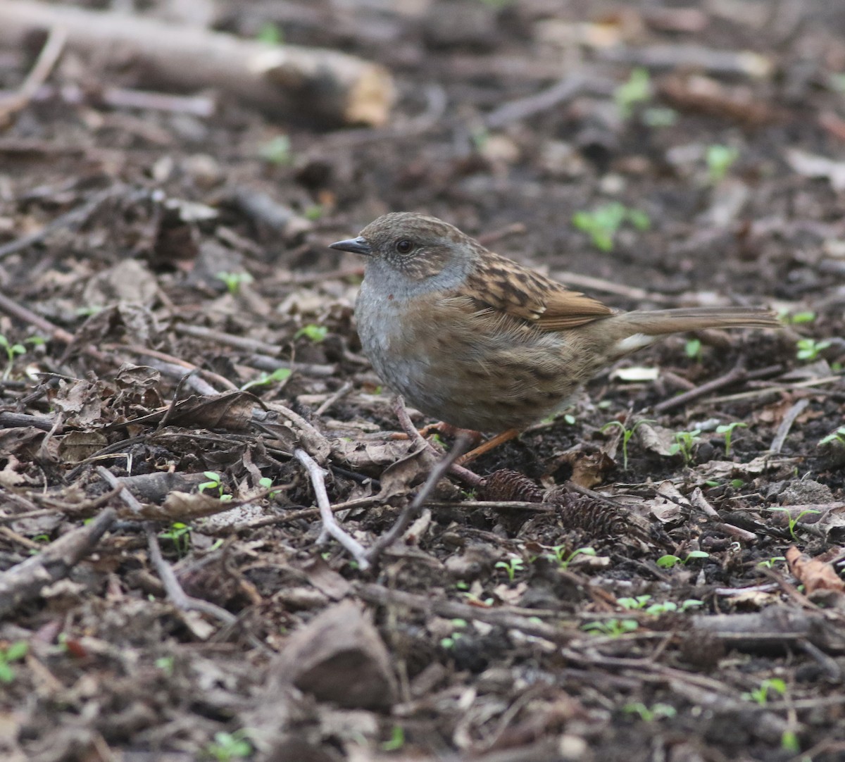 Dunnock - ML646035244