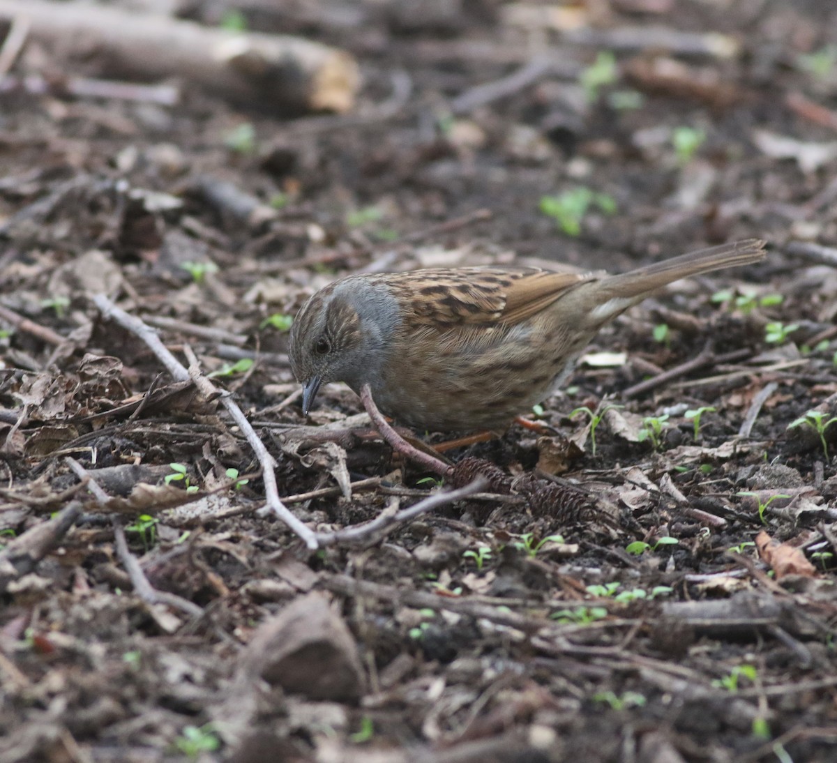 Dunnock - ML646035245