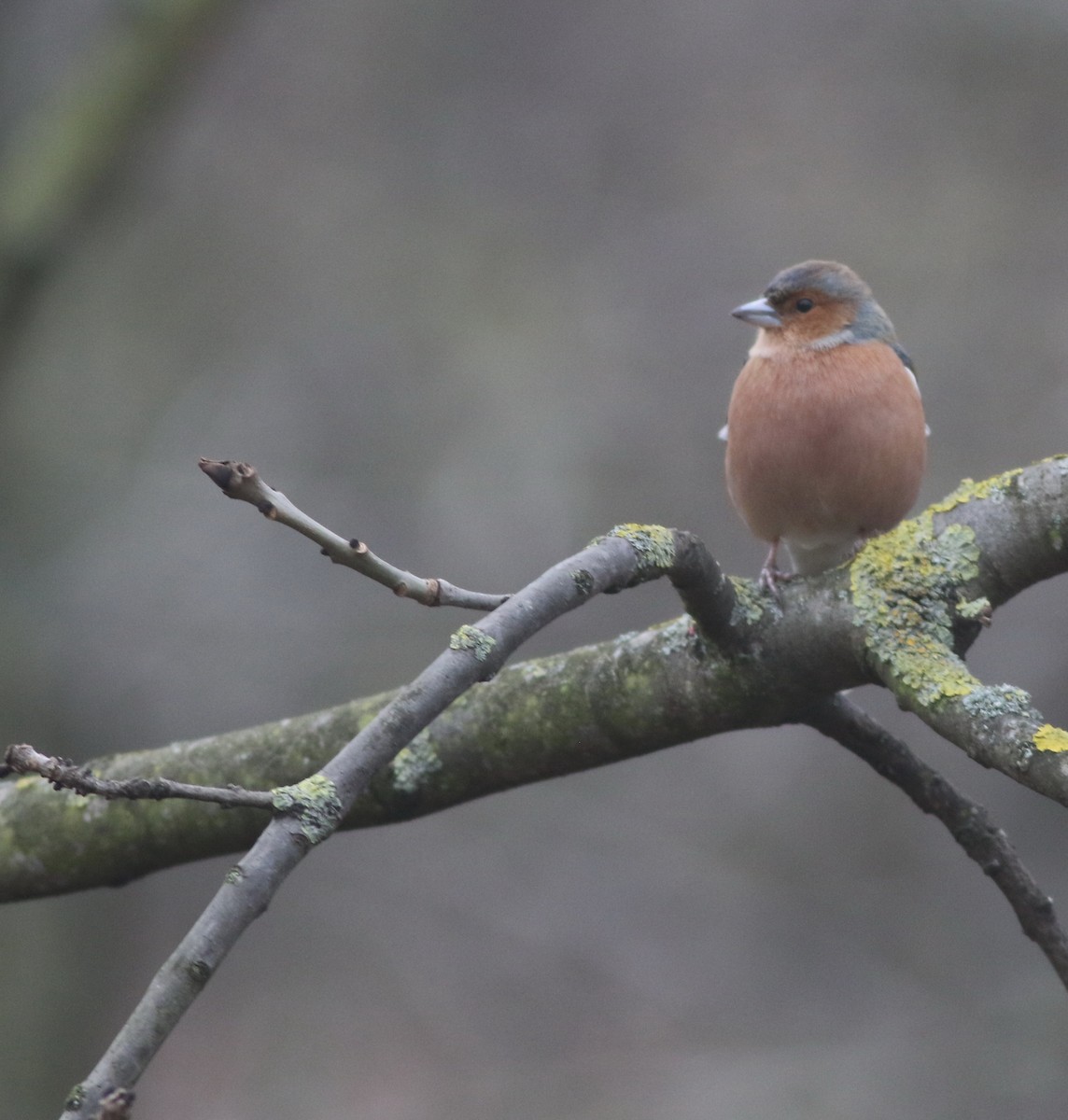 Common Chaffinch - ML646035246