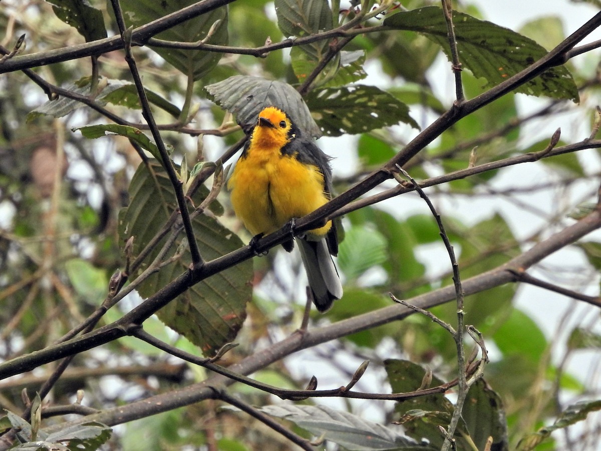 Golden-fronted Redstart - ML646035247