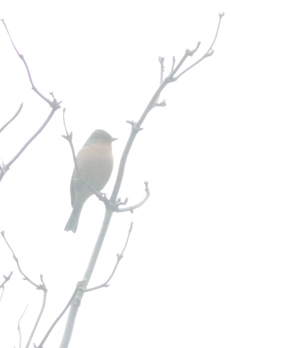 European Greenfinch - ML646035248