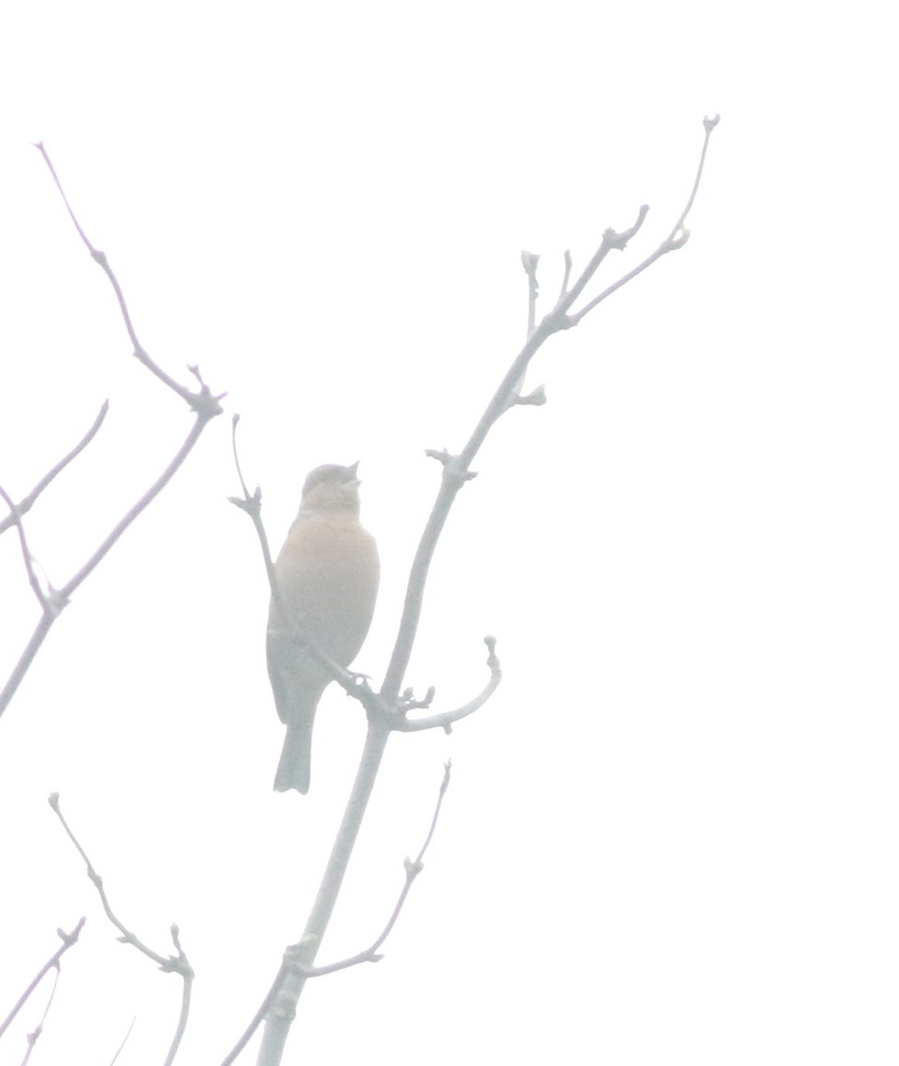 European Greenfinch - ML646035249