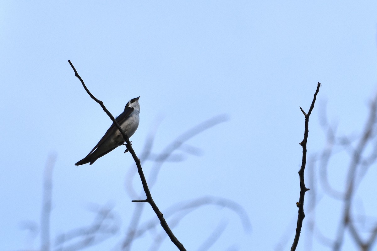 Violet-green Swallow - ML646035258