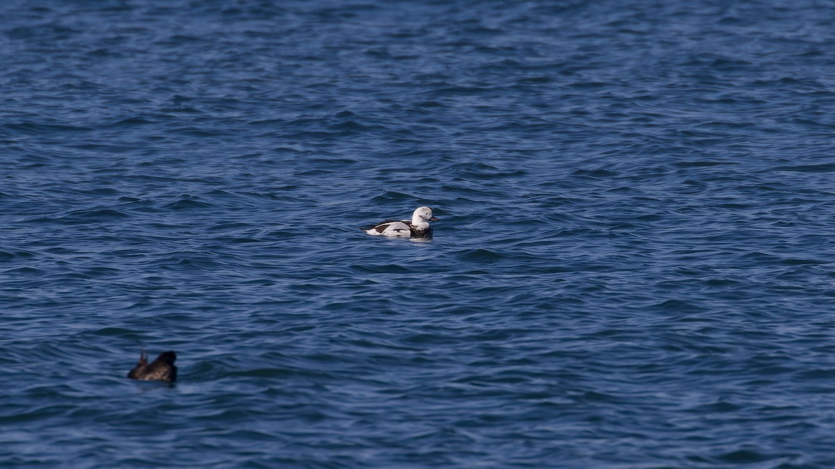 Long-tailed Duck - ML646035259