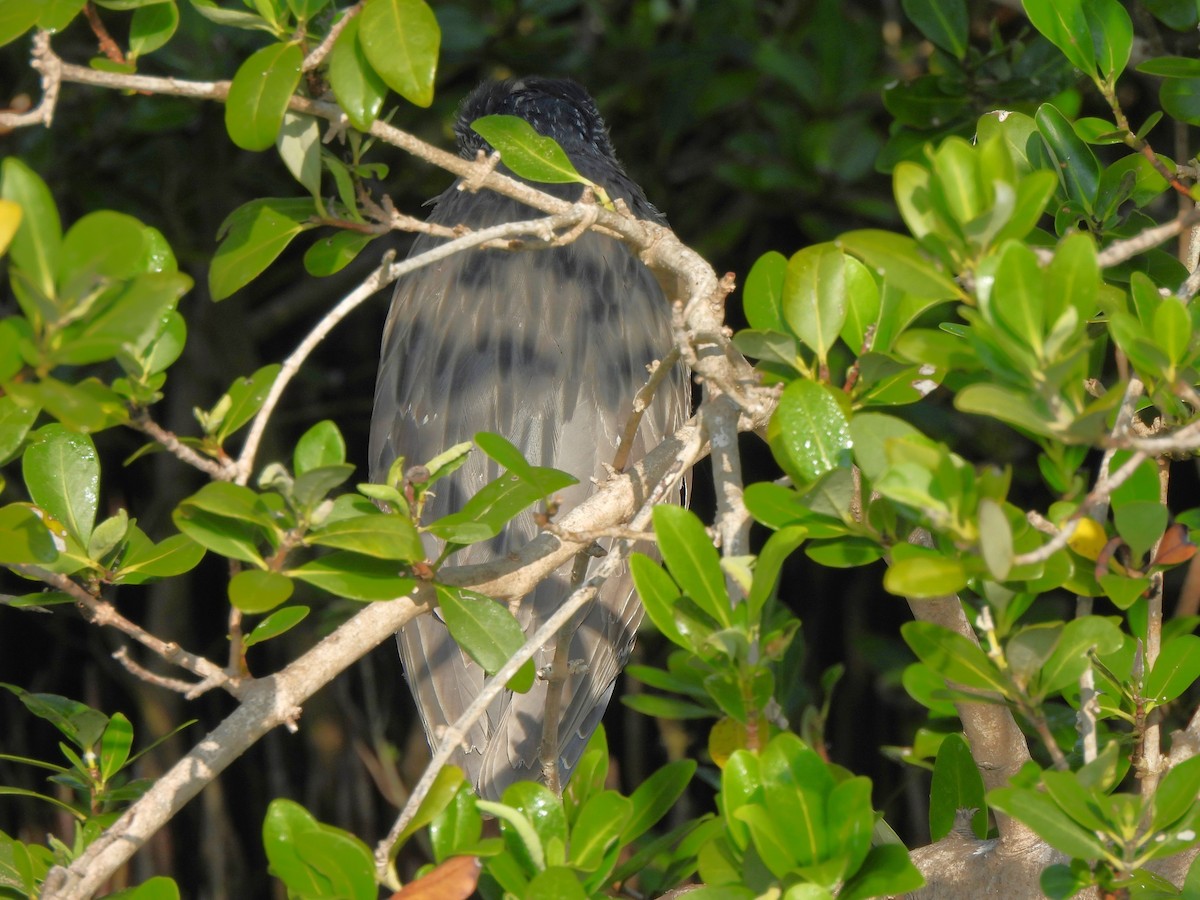 Yellow-crowned Night Heron - ML646035260
