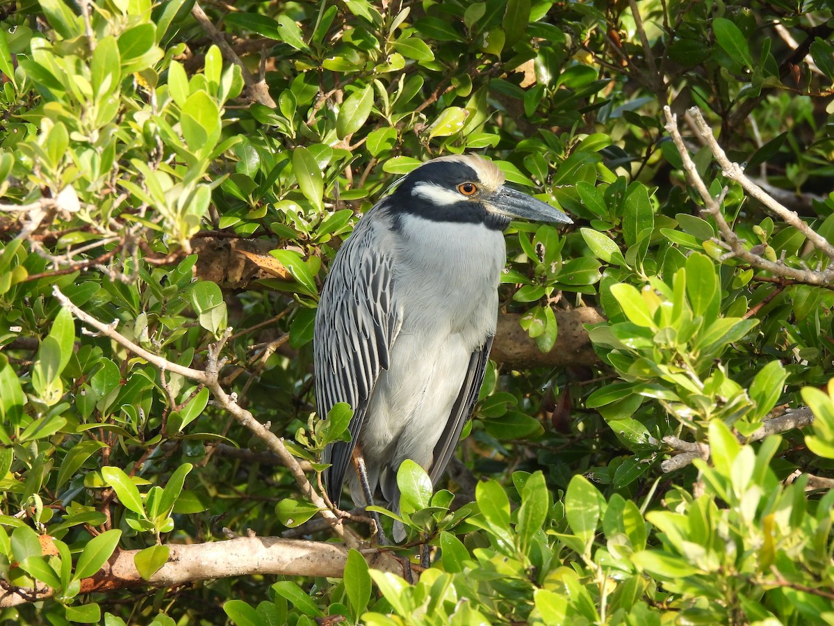 Yellow-crowned Night Heron - ML646035261