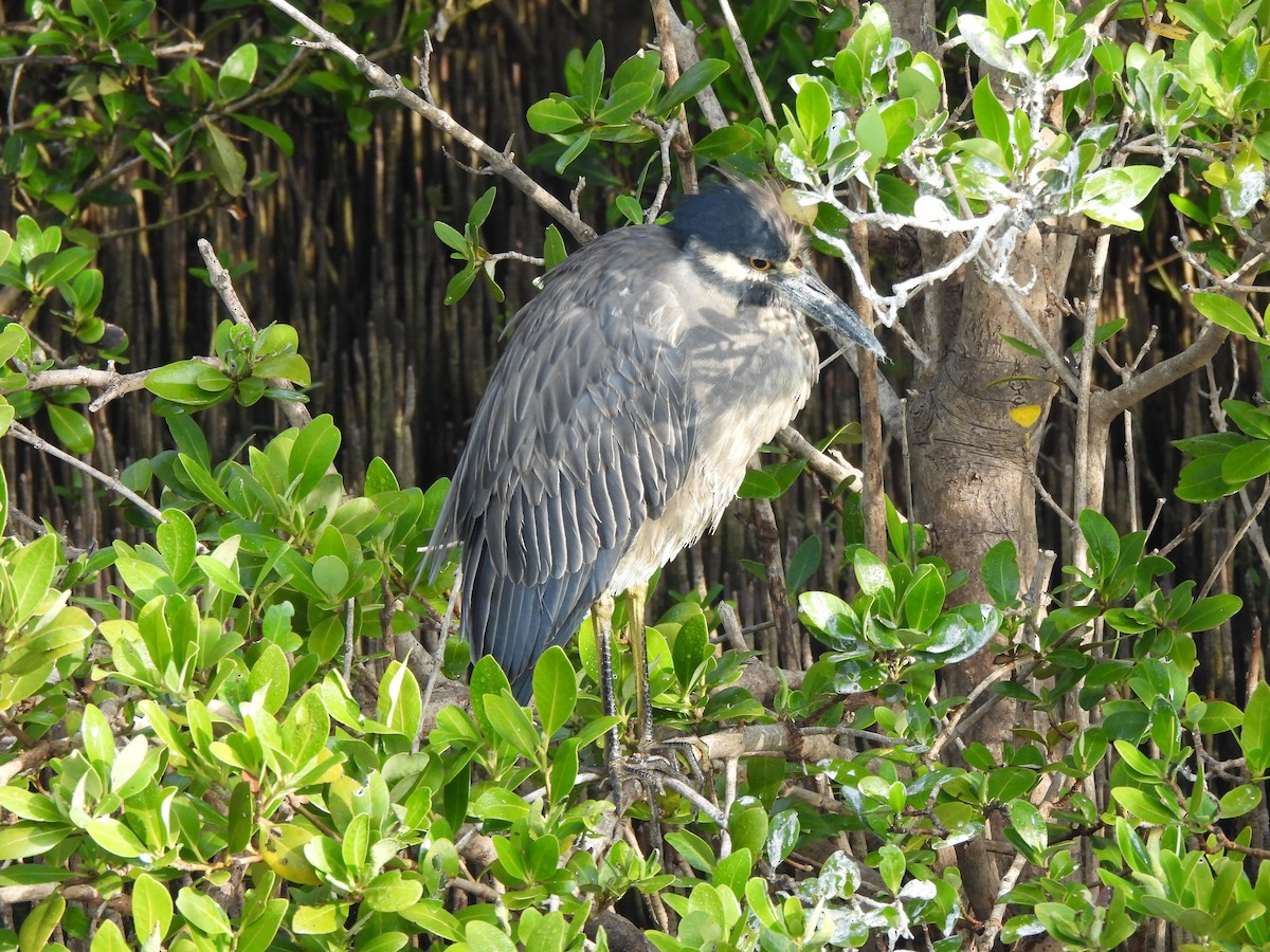 Yellow-crowned Night Heron - ML646035262