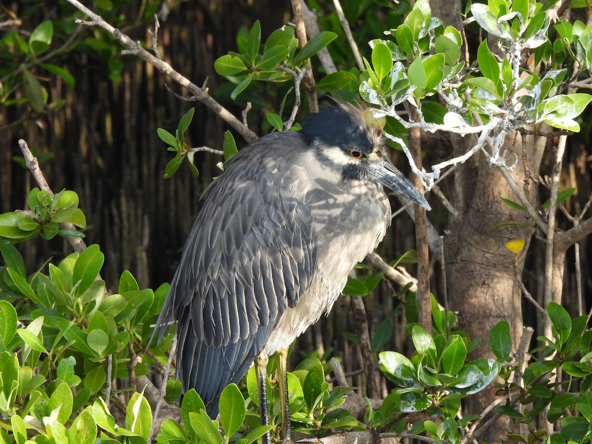Yellow-crowned Night Heron - ML646035263
