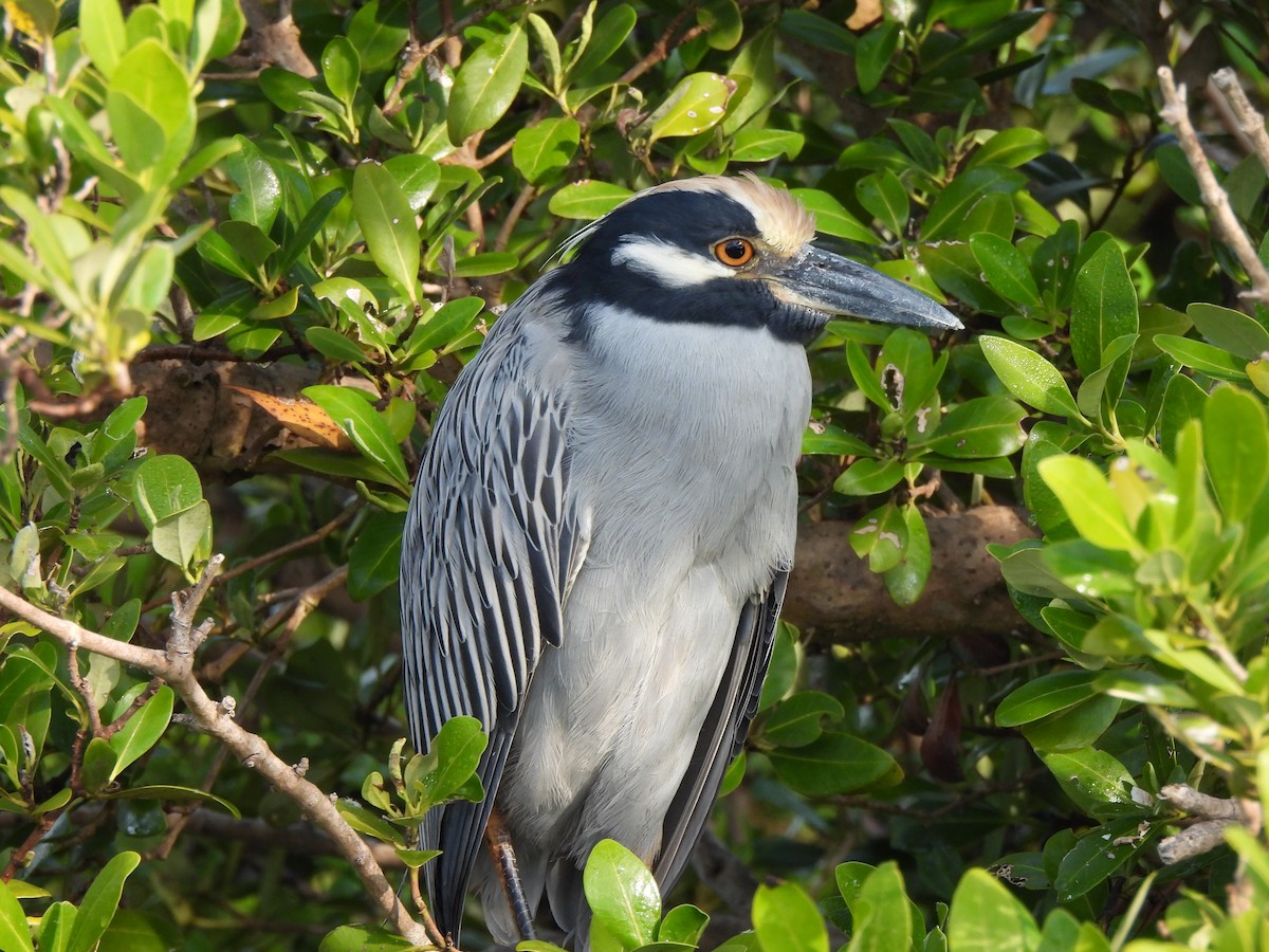 Yellow-crowned Night Heron - ML646035264