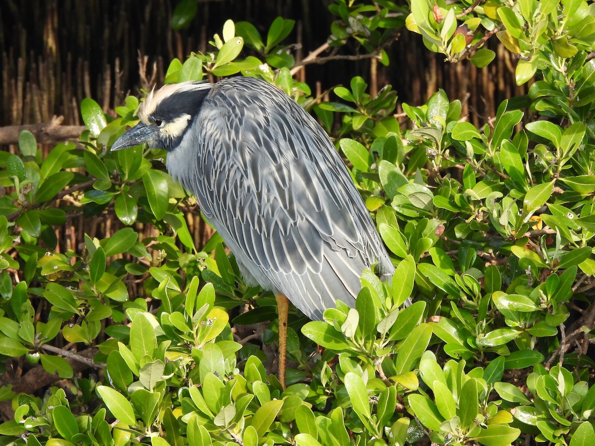 Yellow-crowned Night Heron - ML646035265