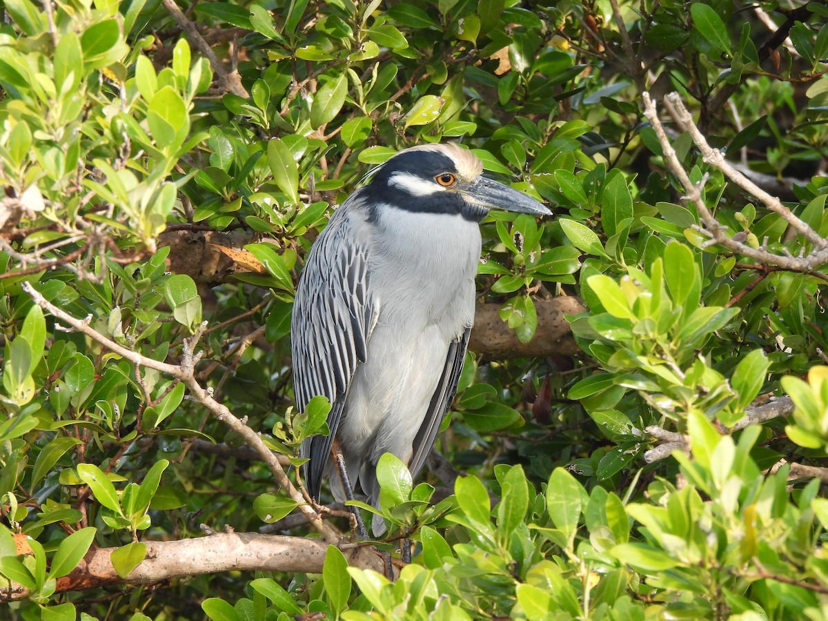 Yellow-crowned Night Heron - ML646035266