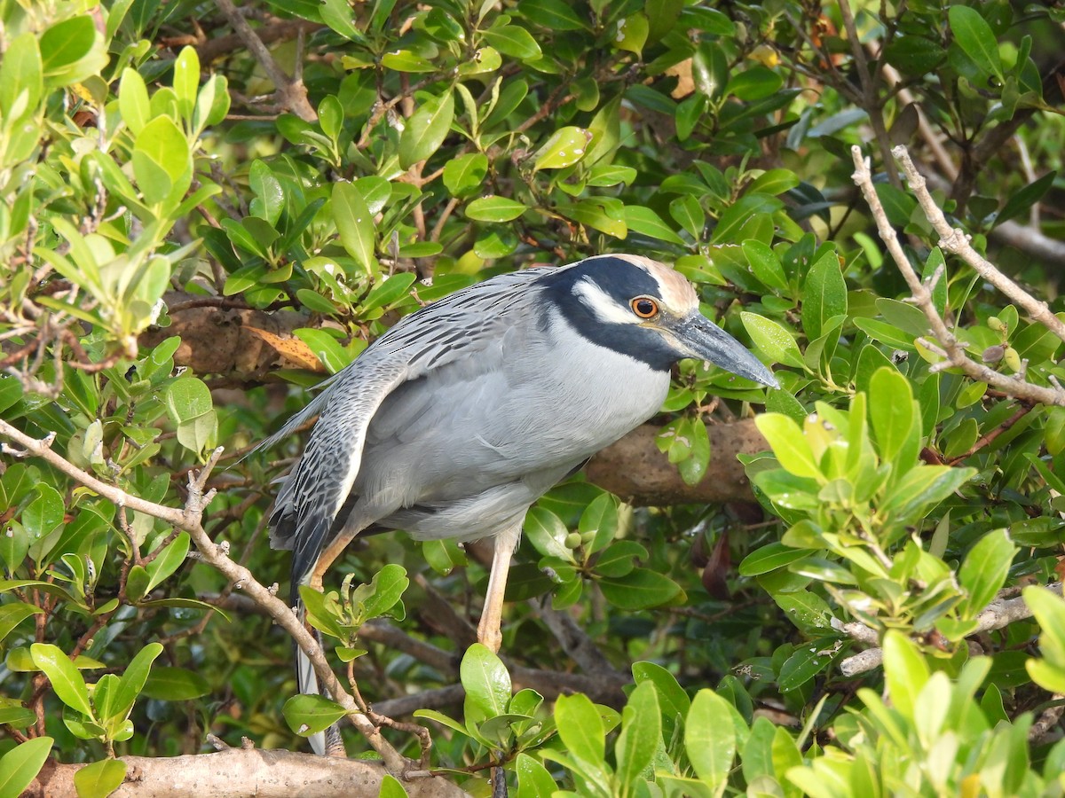 Yellow-crowned Night Heron - ML646035267