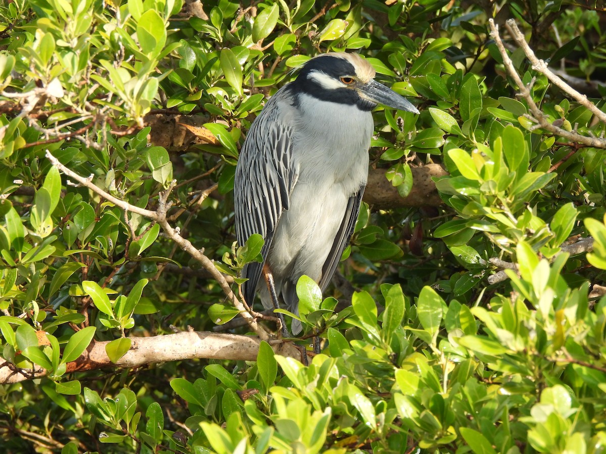 Yellow-crowned Night Heron - ML646035268