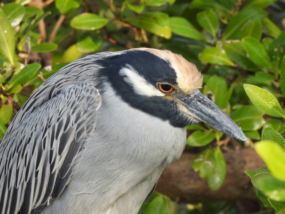 Yellow-crowned Night Heron - ML646035269