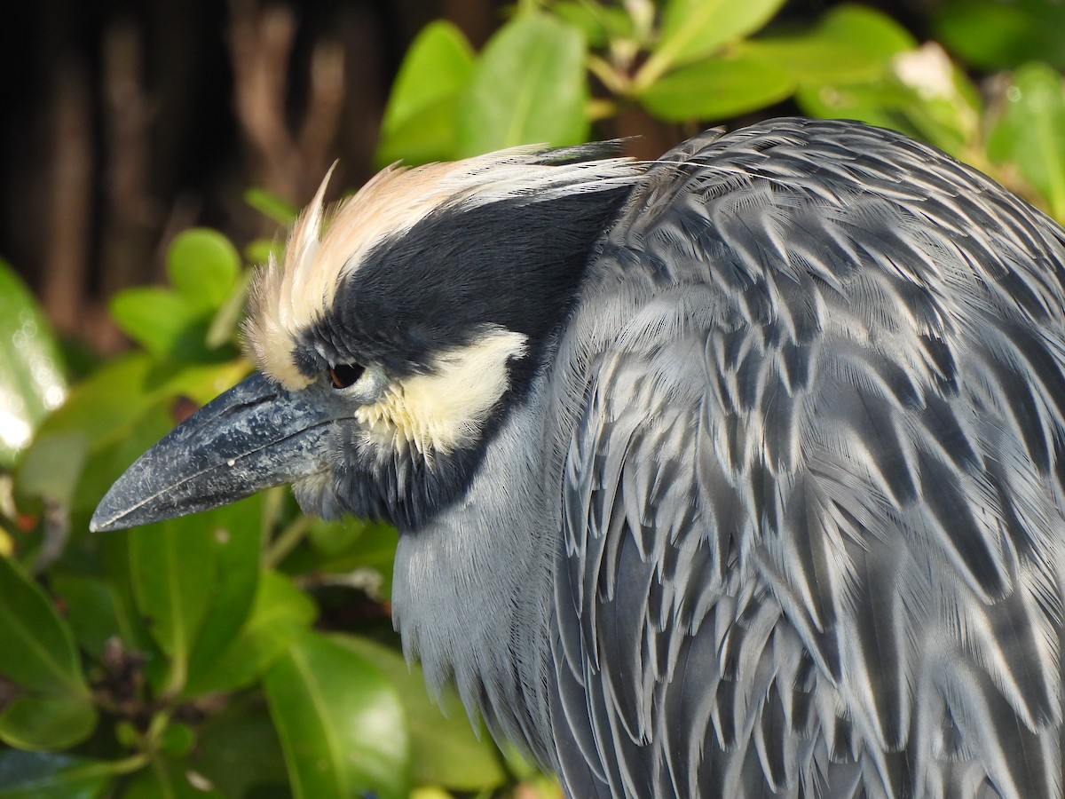 Yellow-crowned Night Heron - ML646035270