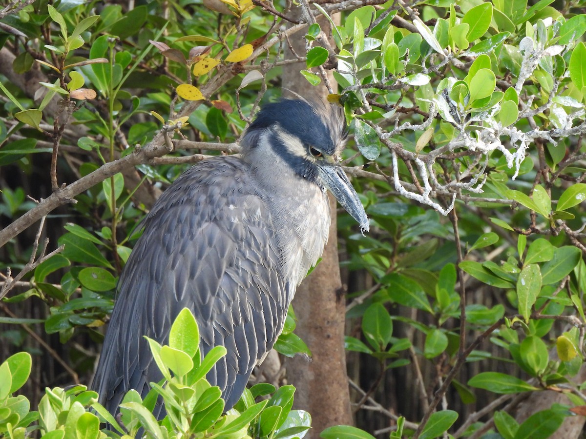 Yellow-crowned Night Heron - ML646035271