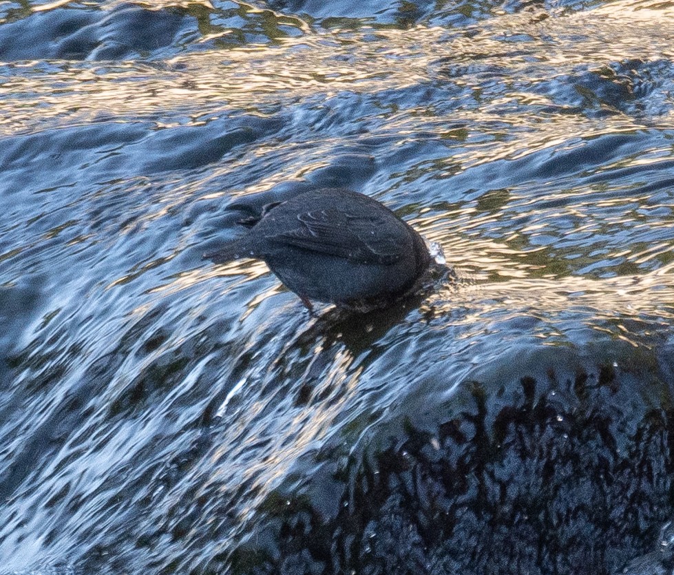 American Dipper - ML646035274