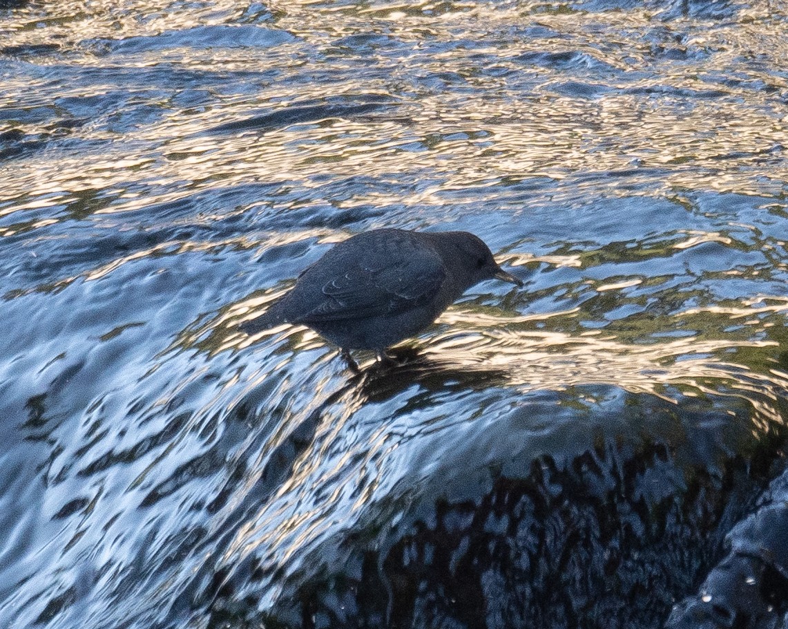 American Dipper - ML646035275