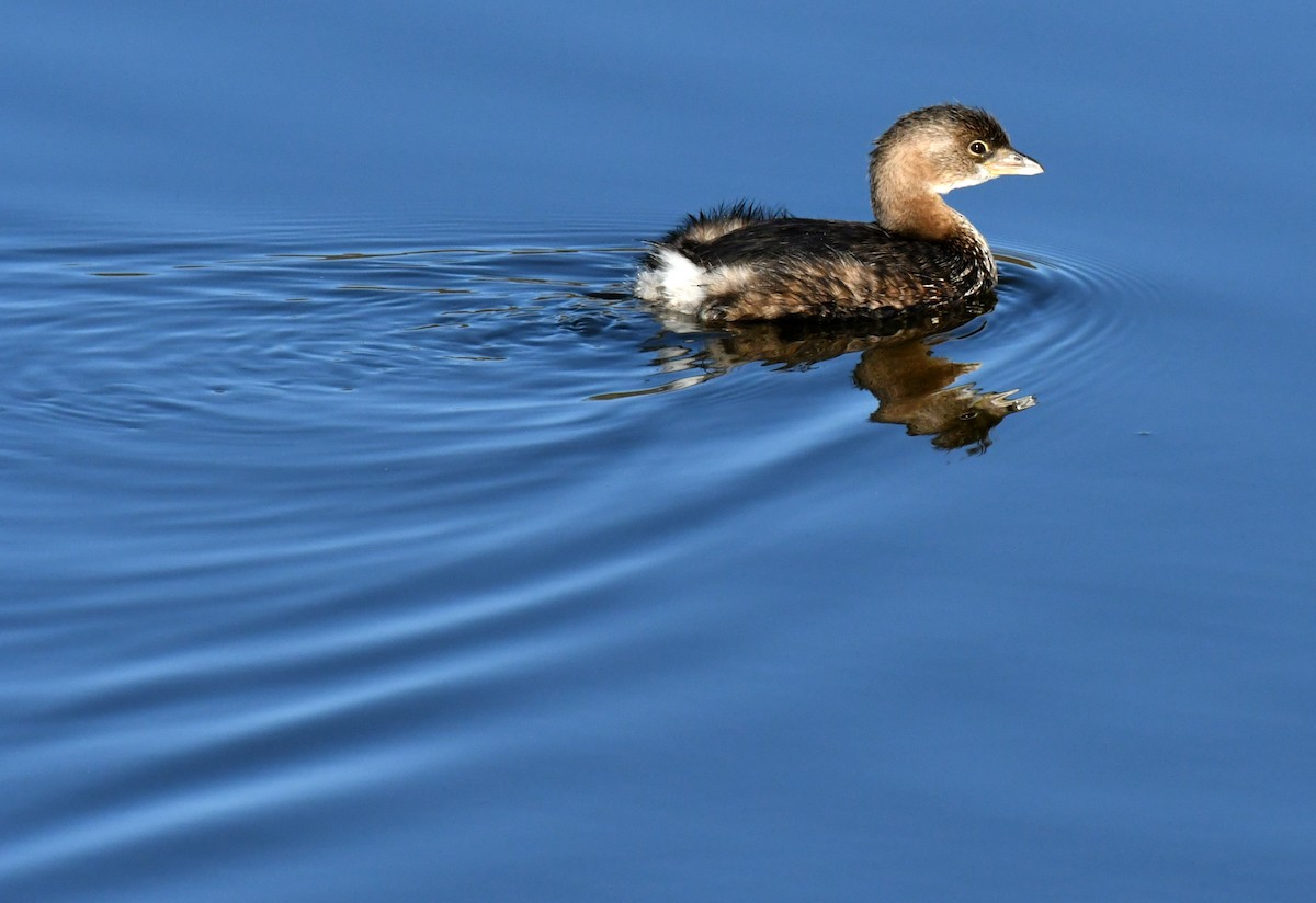 Pied-billed Grebe - ML646035276