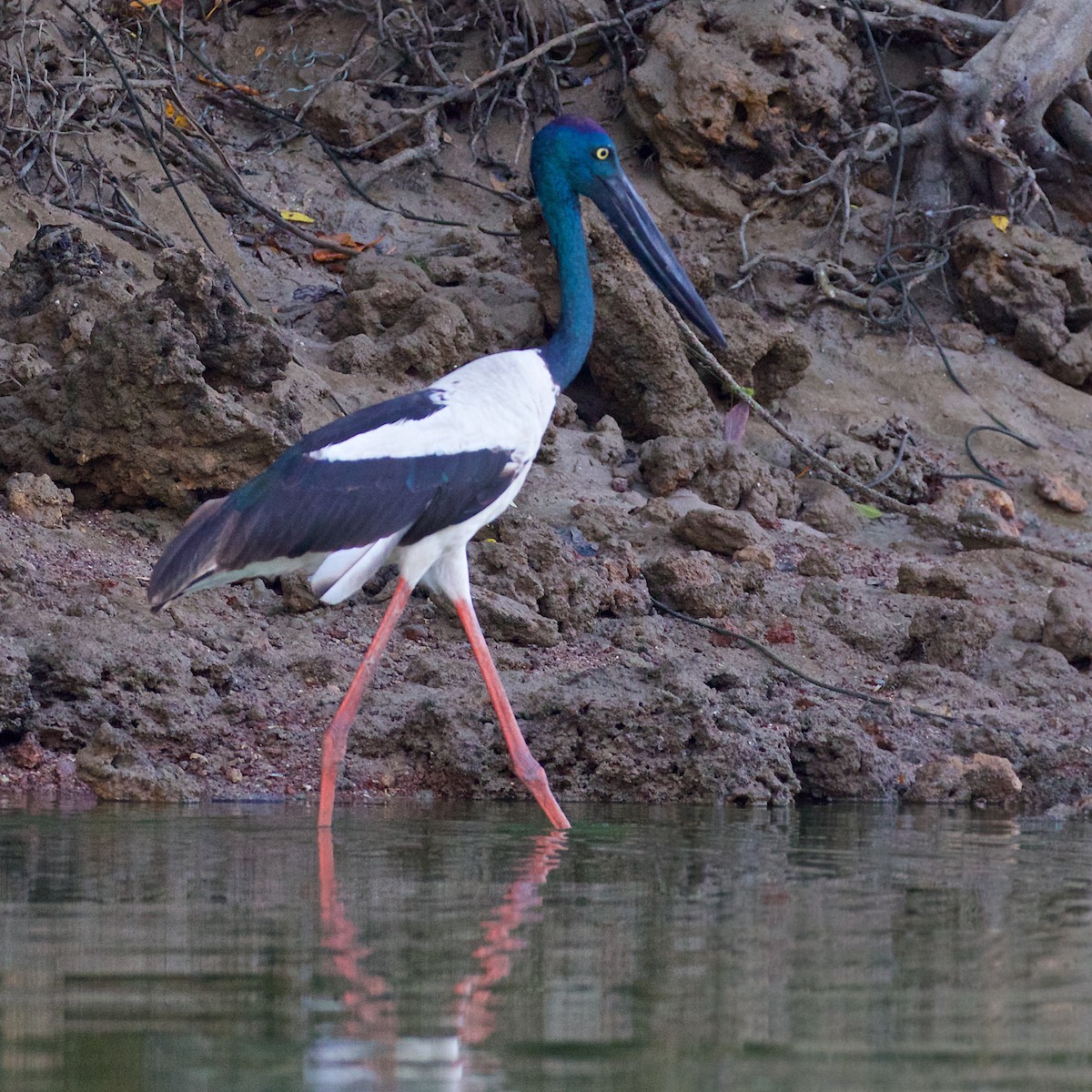 Black-necked Stork - ML646035277