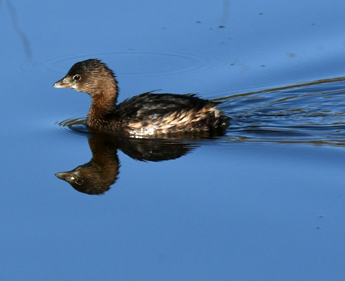 Pied-billed Grebe - ML646035278