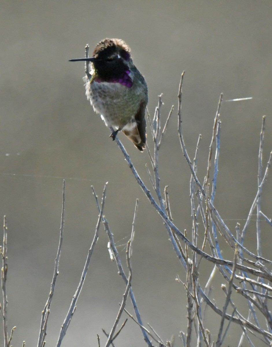 Anna's Hummingbird - ML646035281