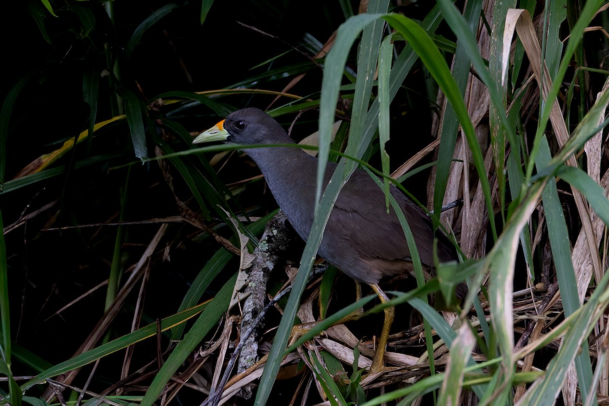 Pale-vented Bush-hen - ML646035287