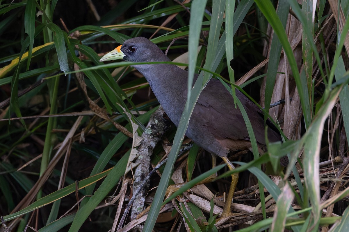 Pale-vented Bush-hen - ML646035288