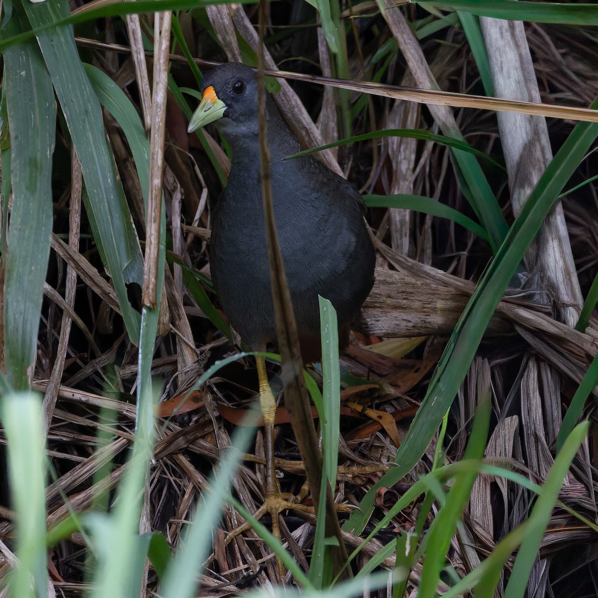 Pale-vented Bush-hen - ML646035289