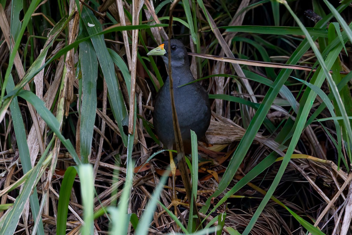 Pale-vented Bush-hen - ML646035290