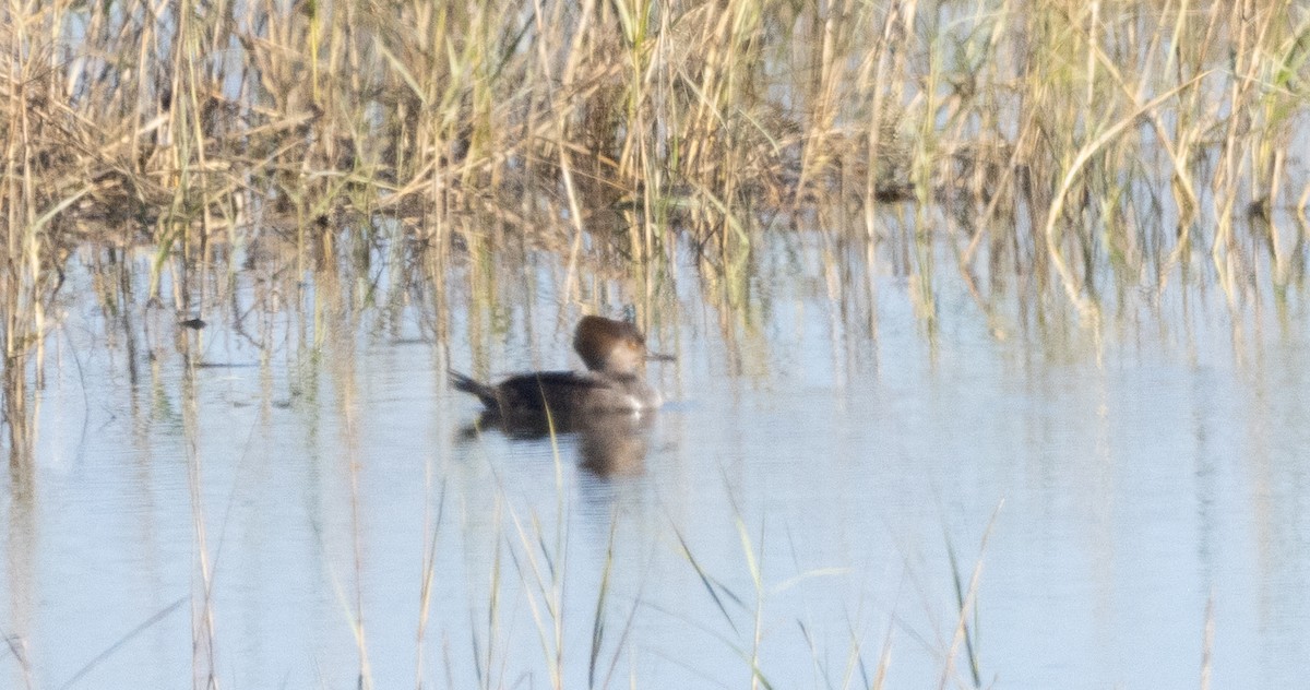 Hooded Merganser - ML646035292