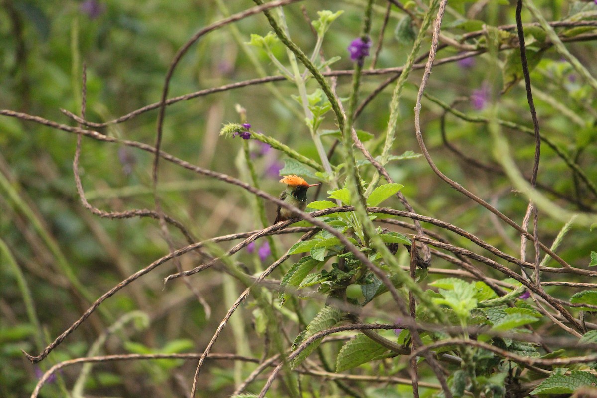 Coqueta Coronada - ML646035296