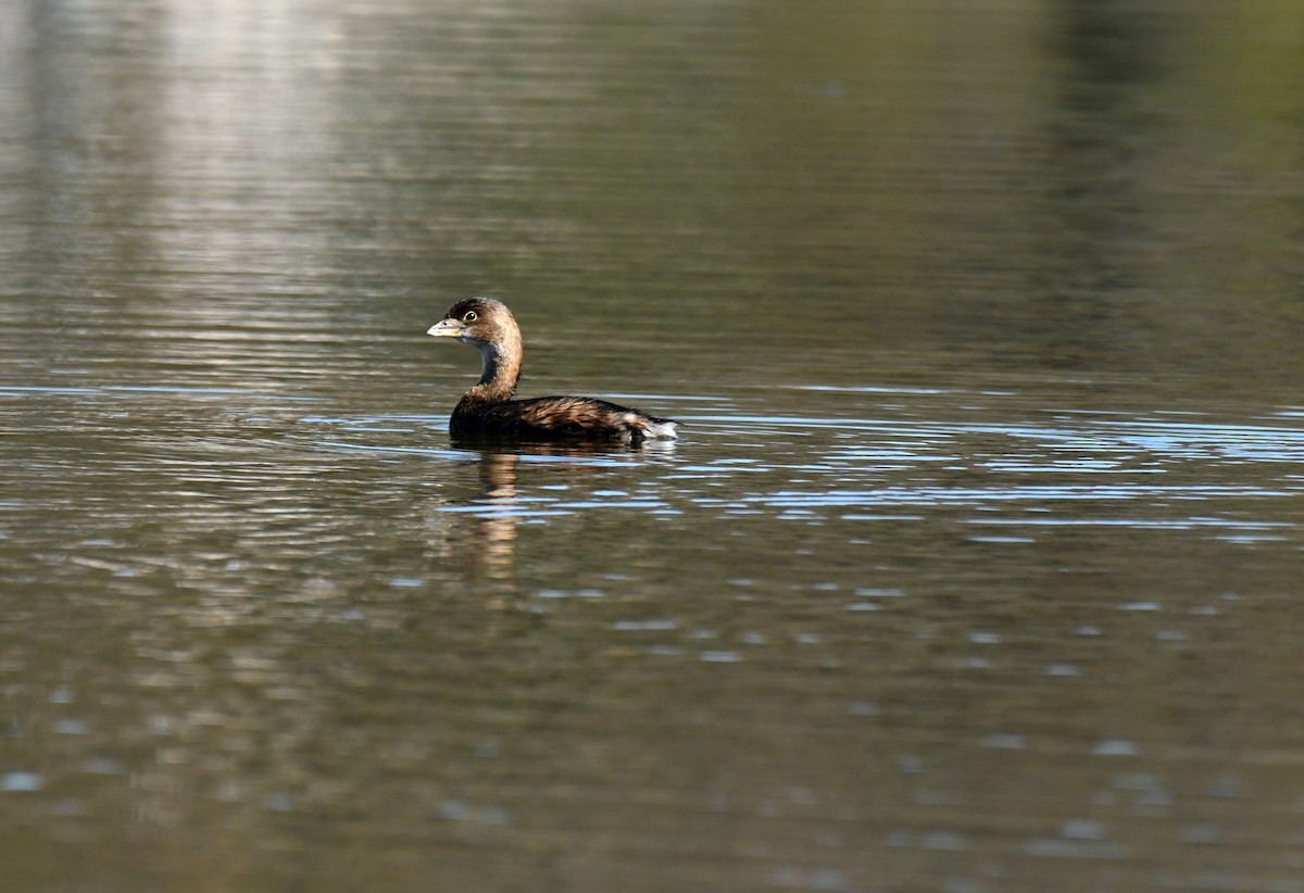 Zampullín Picogrueso - ML646035300