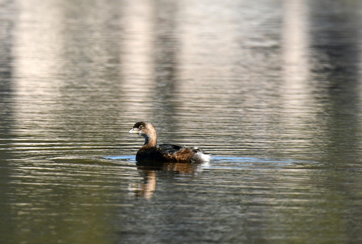 Zampullín Picogrueso - ML646035301