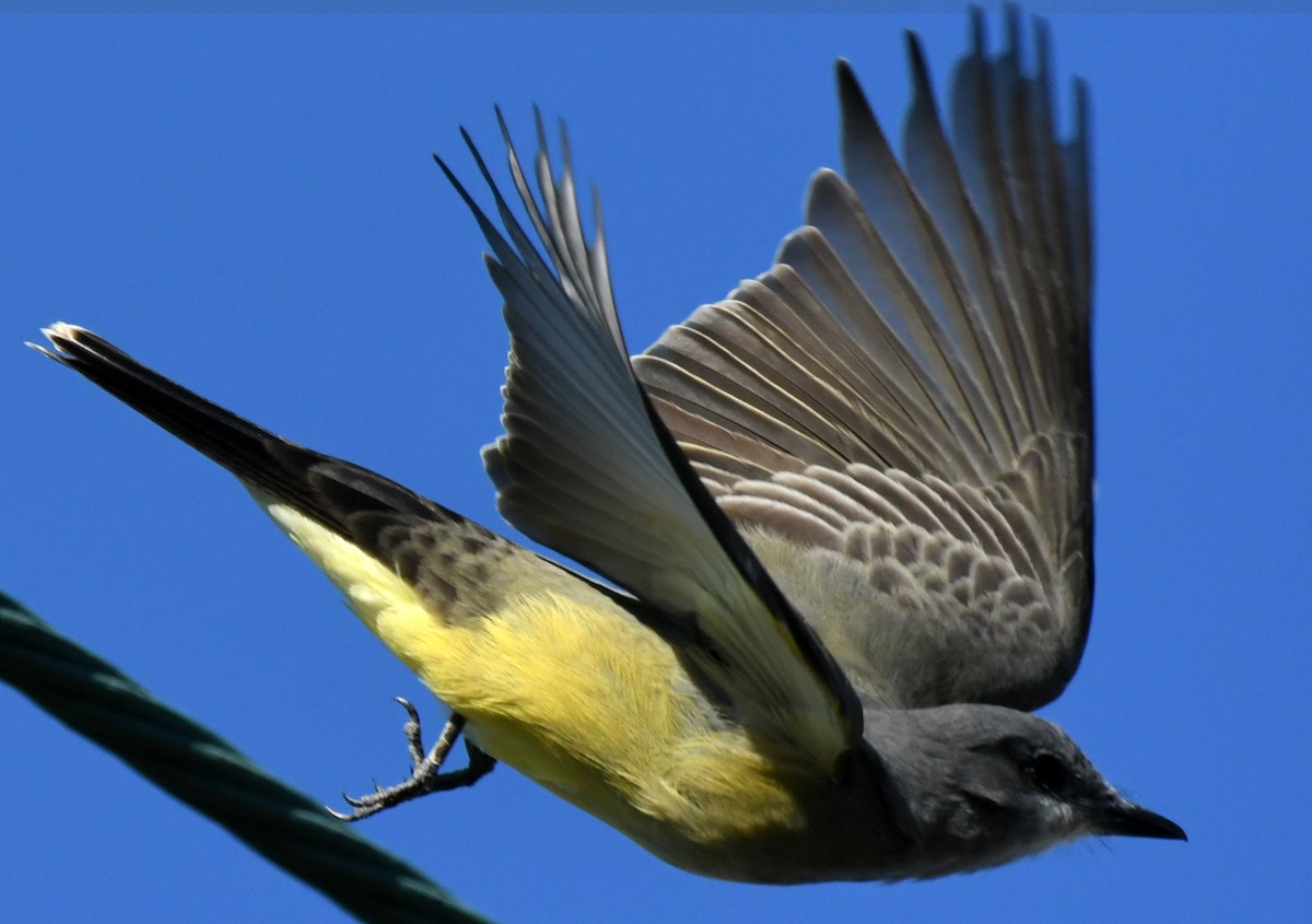 Tirano Gritón - ML646035304