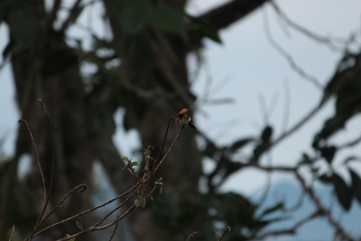 Coqueta Coronada - ML646035307