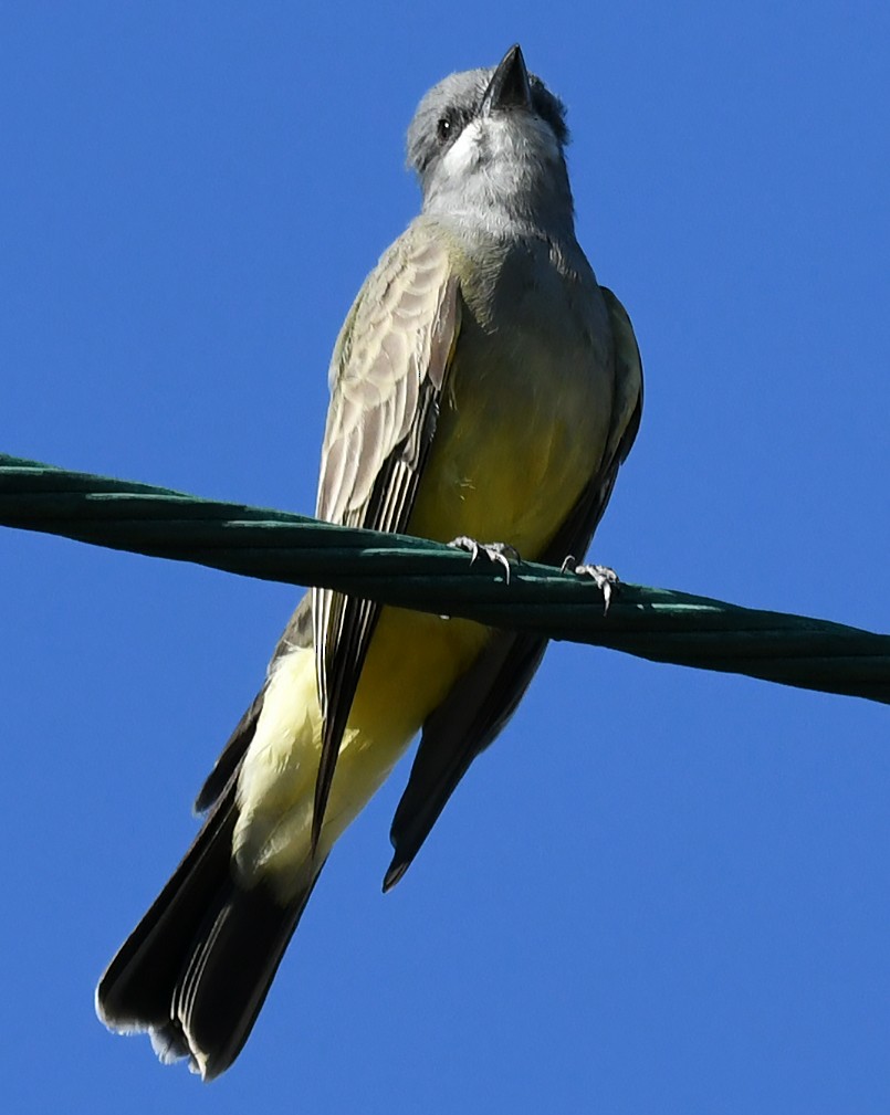 Tirano Gritón - ML646035308