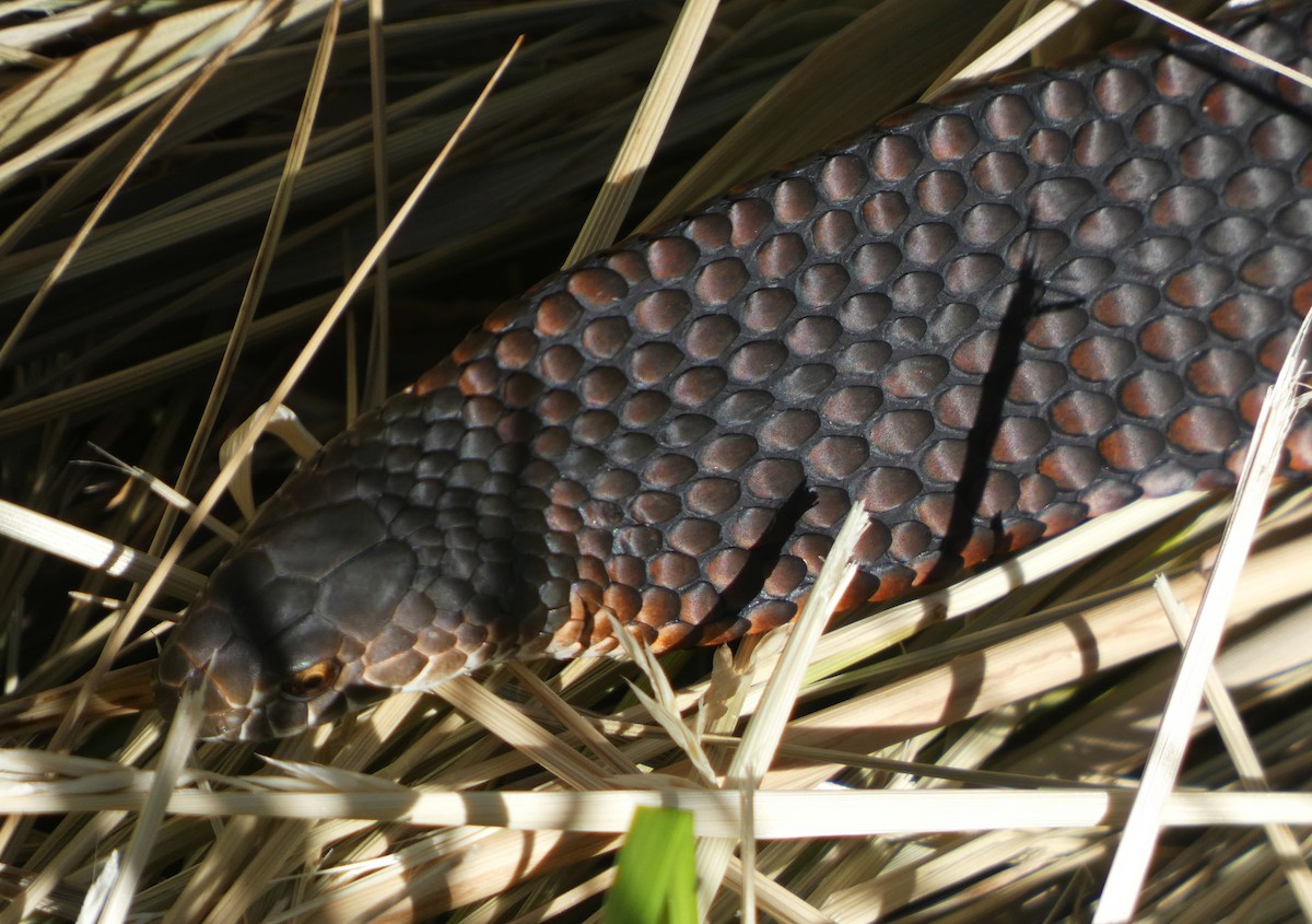 Lowlands Copperhead - ML646035309