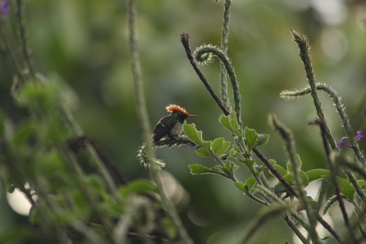 Coqueta Coronada - ML646035312