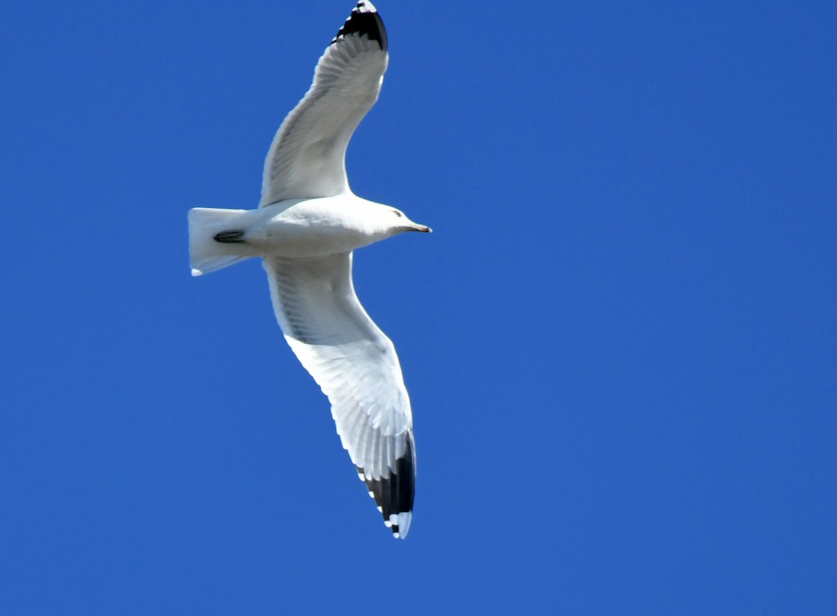 Gaviota Californiana - ML646035313